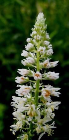 Reseda alba